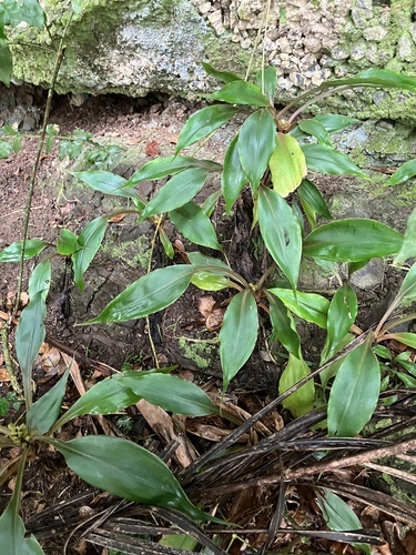 Chlorophytum orchidastrum (Mandarin plant) — photo