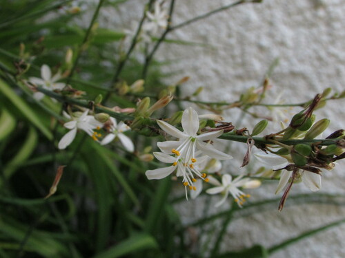 Chlorophytum pauper — photo