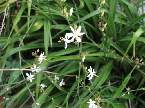 Chlorophytum pauper