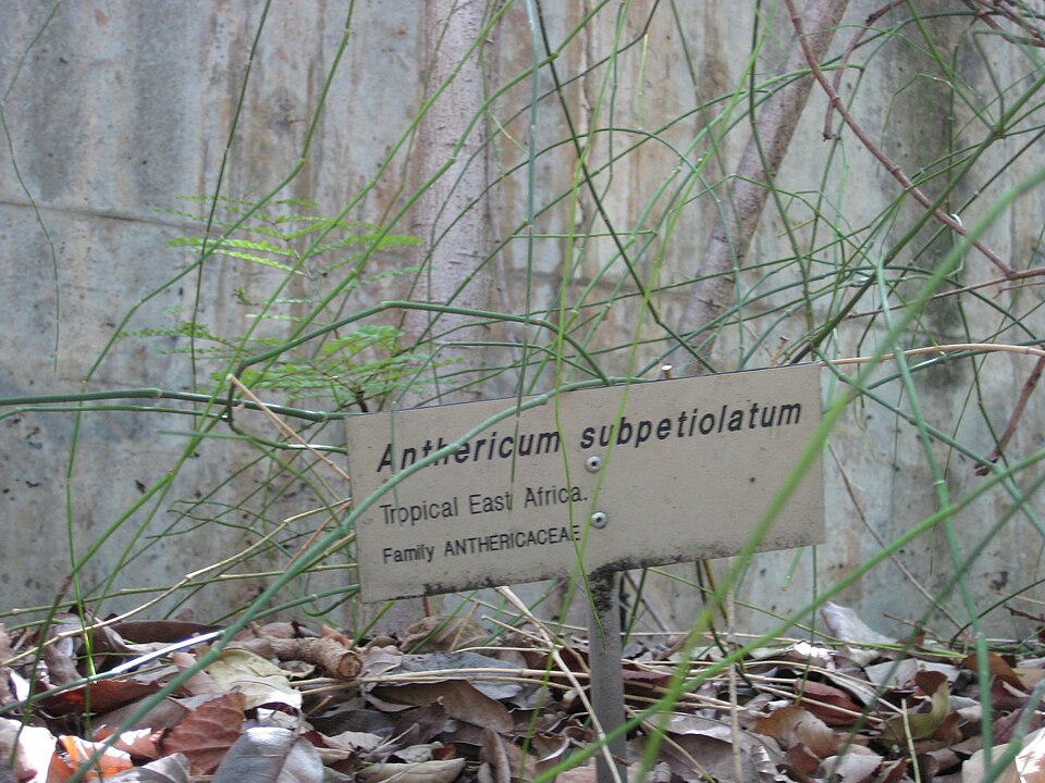 Chlorophytum subpetiolatum — photo