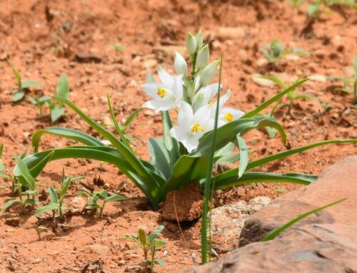 Chlorophytum tuberosum