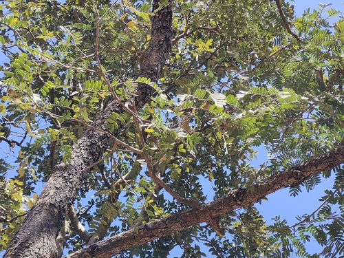 Chloroxylon swietenia (East Indian satinwood) — photo