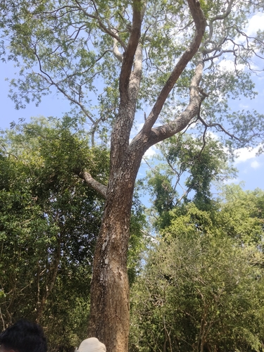 Chloroxylon swietenia (East Indian satinwood) — photo
