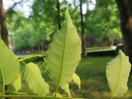 Choerospondias axillaris (Lapsi) — photo