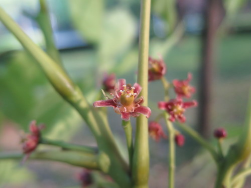 Choerospondias axillaris