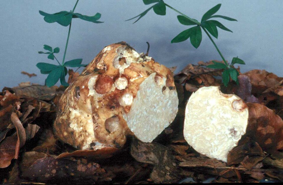 Tuberaceae