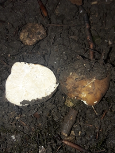 Choiromyces meandriformis (White truffle) — photo