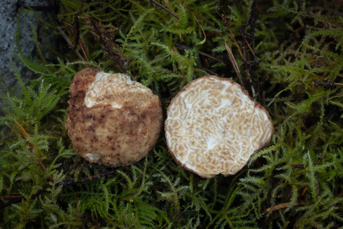 Choiromyces meandriformis