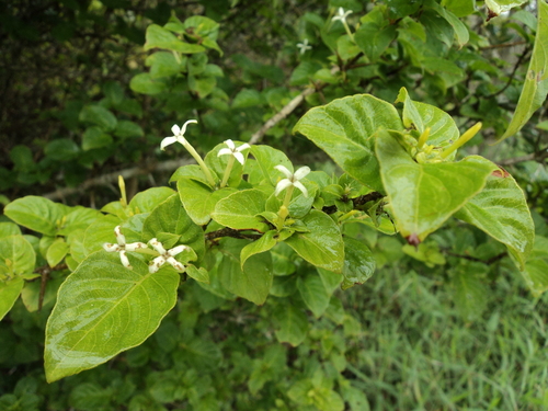 Chomelia brasiliana (Guaipiciu) — photo