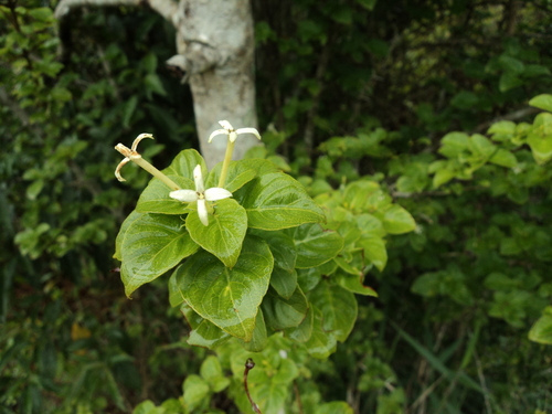 Chomelia brasiliana