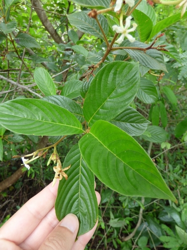 Chomelia pohliana