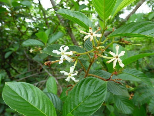 Chomelia pohliana (Pohl chomelia) — photo
