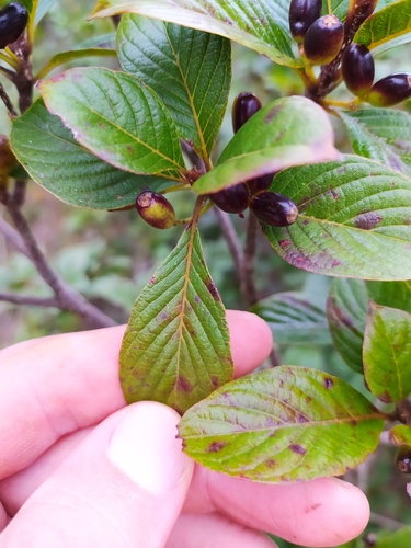 Chomelia ribesioides