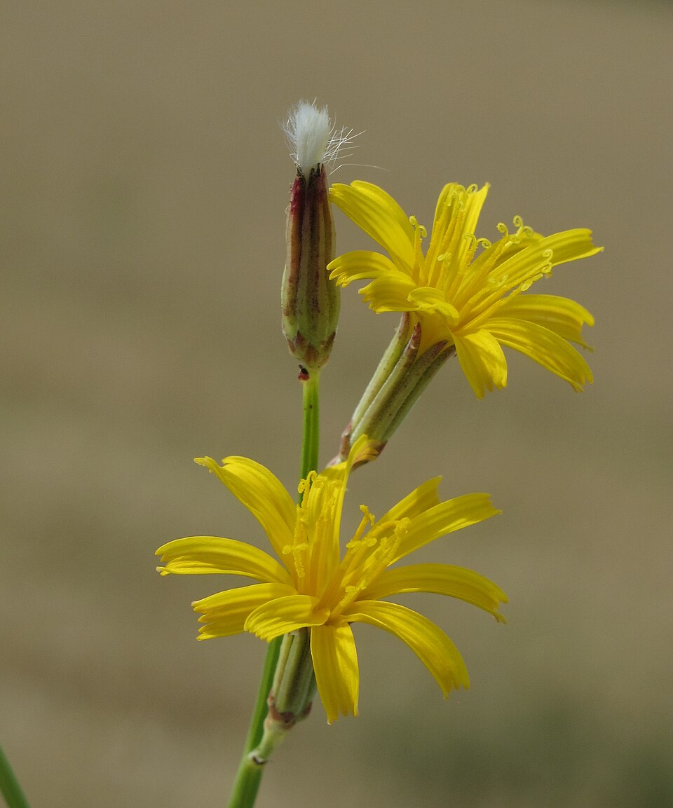Chondrilla acantholepis