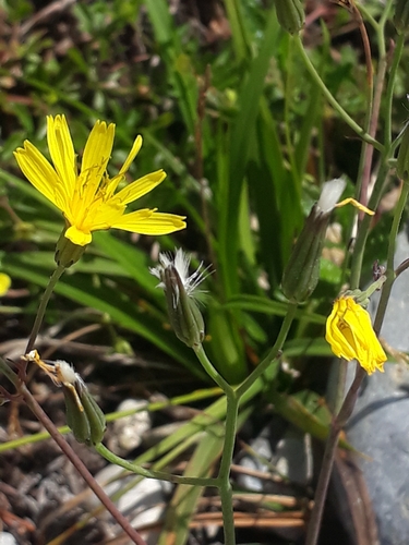 Chondrilla chondrilloides