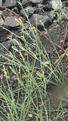 Chondrilla juncea (Naked weed) — photo