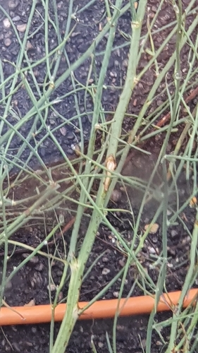 Chondrilla juncea (Naked weed) — photo