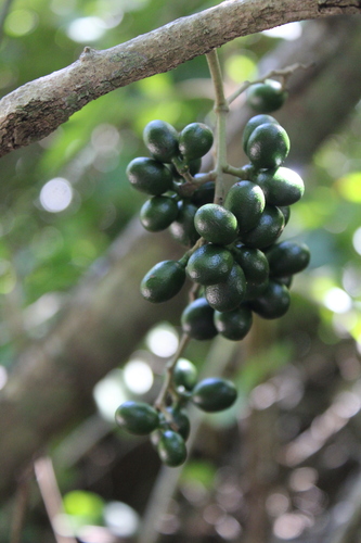 Chondrodendron platyphyllum (Jabuticaba-de-cipo) — photo