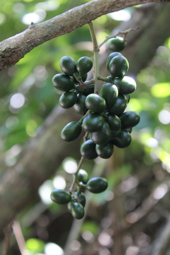 Chondrodendron platyphyllum (Jabuticaba-de-cipo) — photo