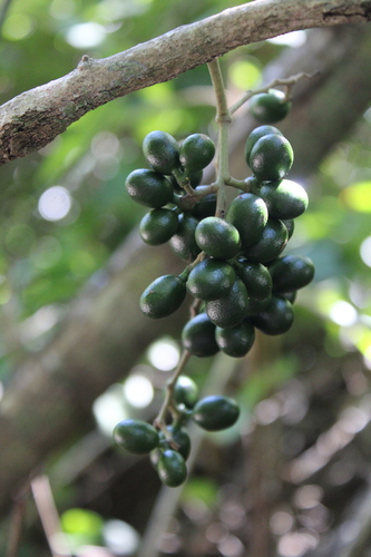 Chondrodendron platyphyllum