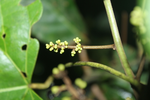 Chondrodendron tomentosum (Wild grape) — photo
