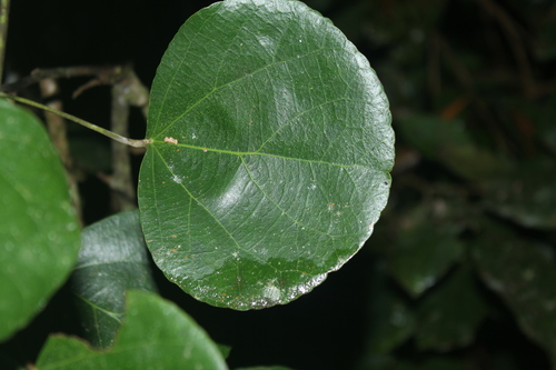 Chondrodendron tomentosum (Wild grape) — photo