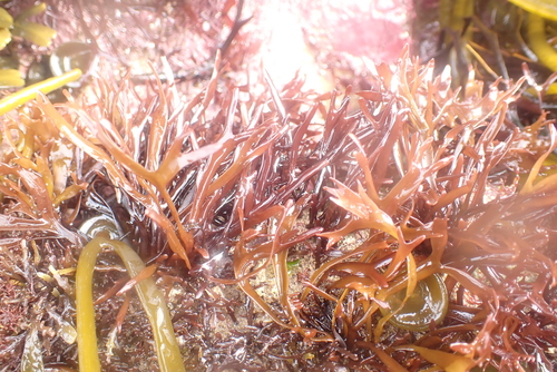 Chondrus crispus (Carragheen) — photo