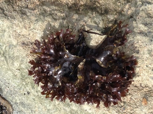 Gigartinaceae
