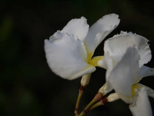 Chonemorpha fragrans (Frangipani vine) — photo
