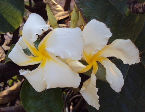 Chonemorpha fragrans