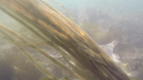 Chorda filum (Mermaid's hair) — photo