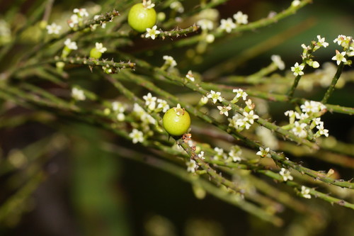 Choretrum candollei (Wild currants) — photo