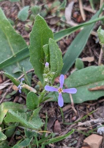 Chorispora tenella (Musk mustard) — photo