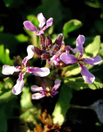 Chorispora tenella
