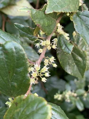 Choristylis rhamnoides (False dogwood) — photo