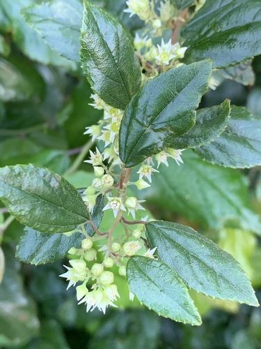 Choristylis rhamnoides (False dogwood) — photo