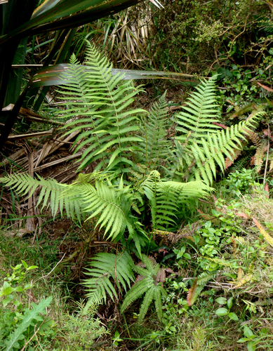 Christella dentata (Binung fern) — photo