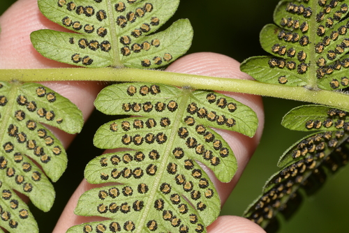 Christella dentata (Binung fern) — photo