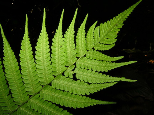 Christella parasitica