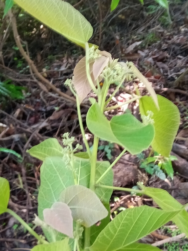 Christiana africana — photo