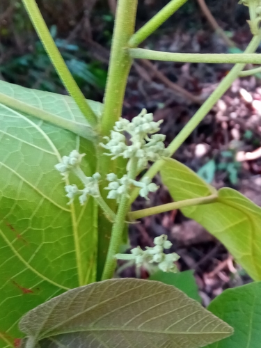 Christiana africana