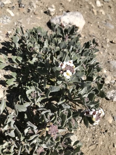 Christolea crassifolia (Afghani christolea) — photo