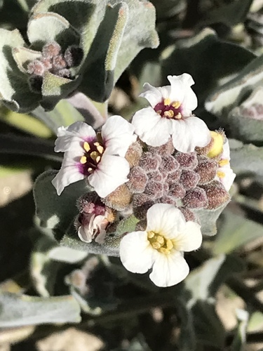 Christolea crassifolia (Afghani christolea) — photo