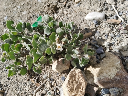 Christolea crassifolia