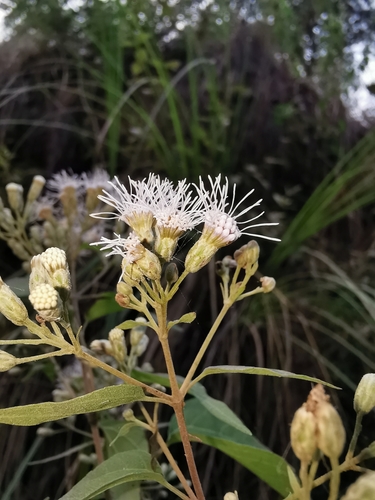 Chromolaena collina
