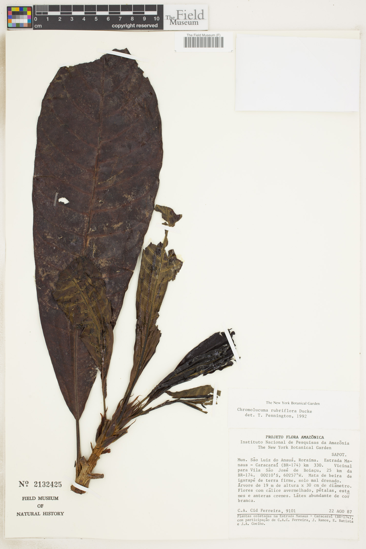 Chromolucuma rubriflora