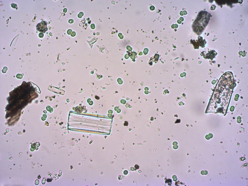 Chroococcus minutus — photo