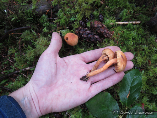 Chroogomphus tomentosus (Woolly gomphidius) — photo