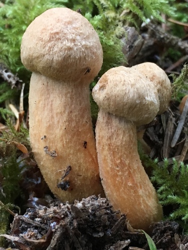 Chroogomphus tomentosus