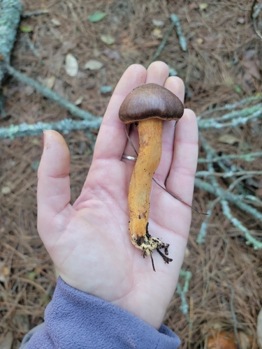 Chroogomphus vinicolor (Pine spike) — photo